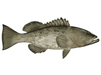 Gag Grouper