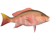 Mutton Snapper